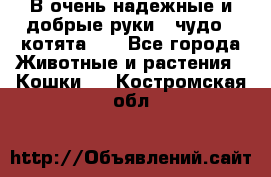 В очень надежные и добрые руки - чудо - котята!!! - Все города Животные и растения » Кошки   . Костромская обл.
